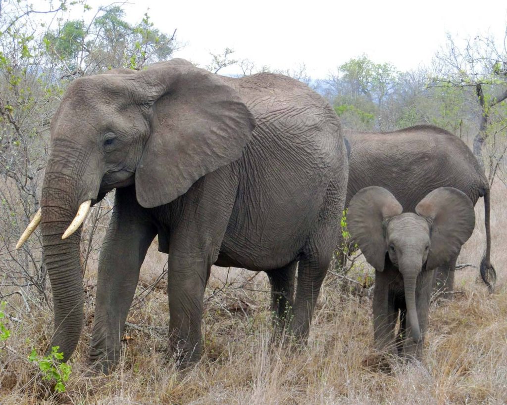 parc kruger afrique sud