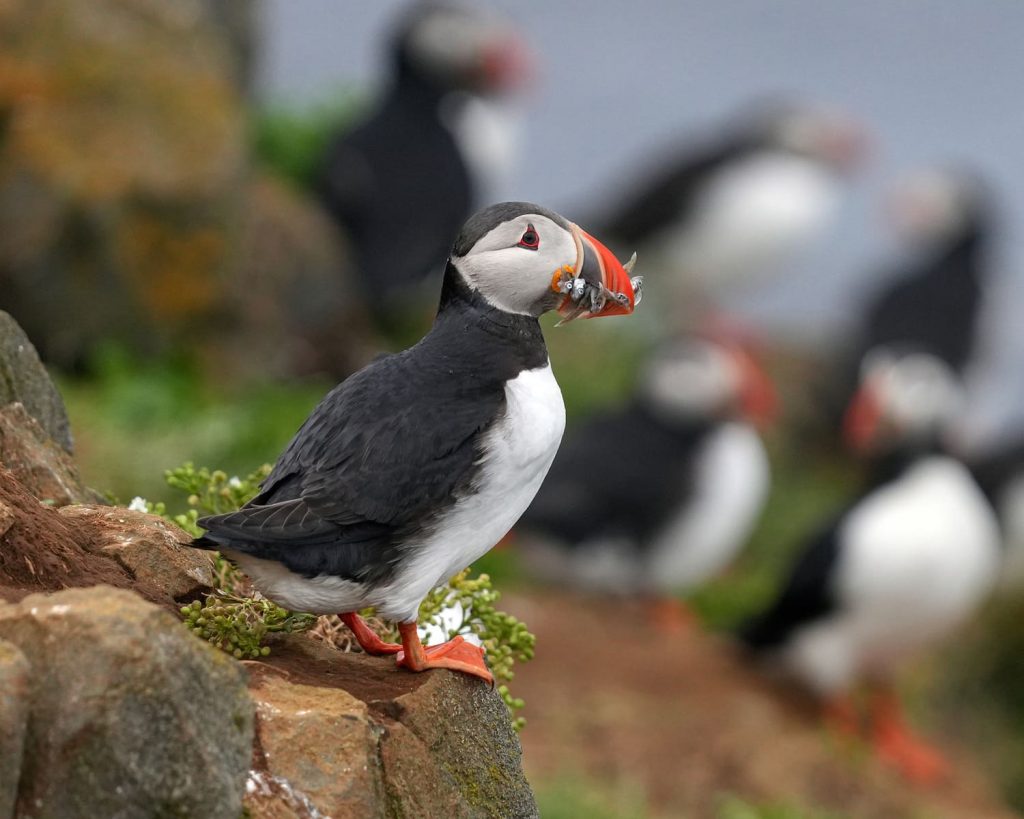 ile de skye moto oiseaux