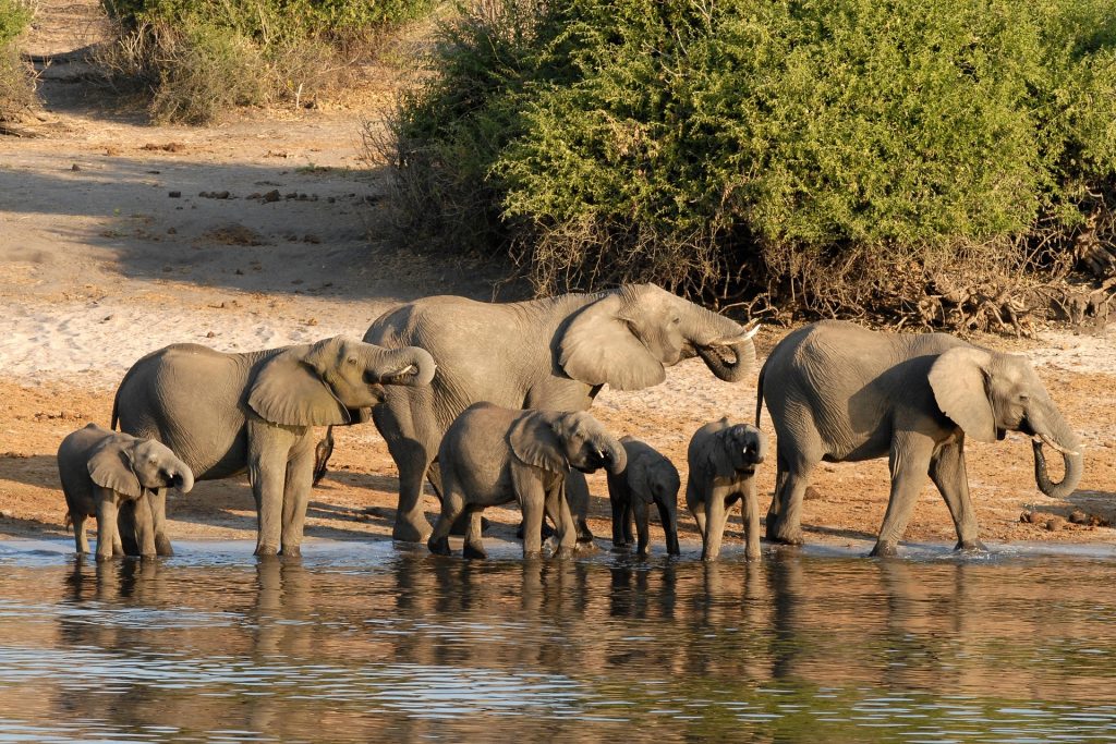 éléphants du parc de chobe