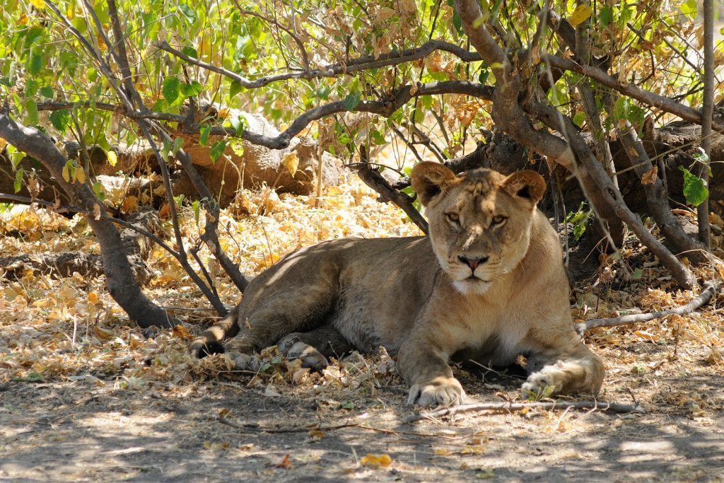 lion du parc de chobe