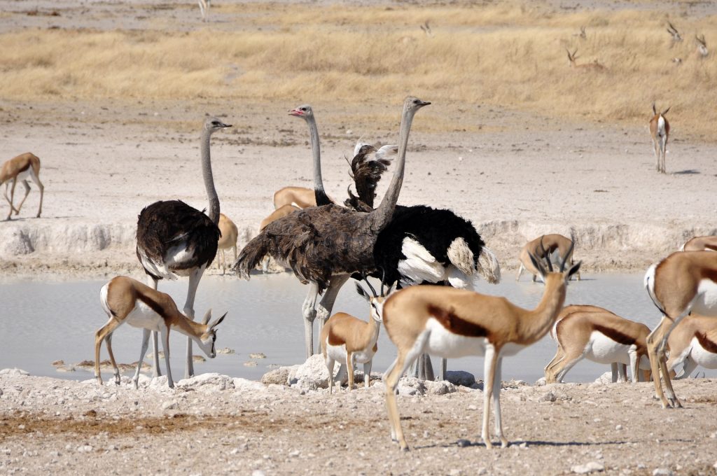 animaux dans le parc national d'etosha