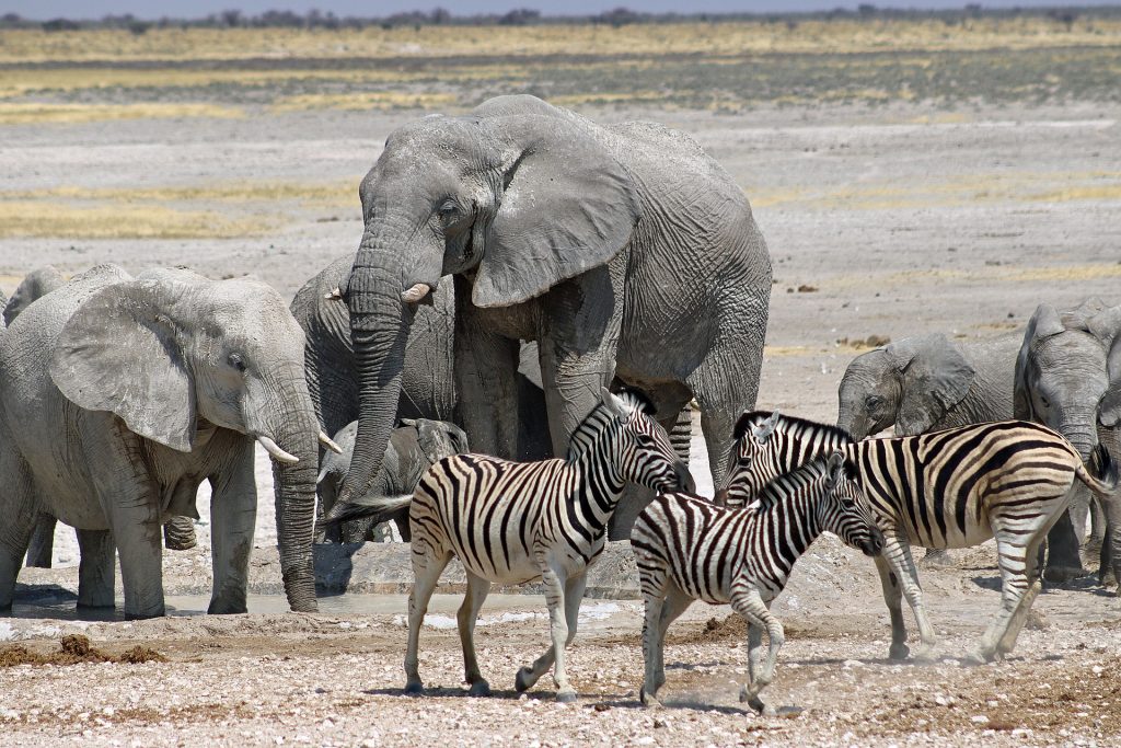 éléphants et zèbres dans le parc national d'etosha