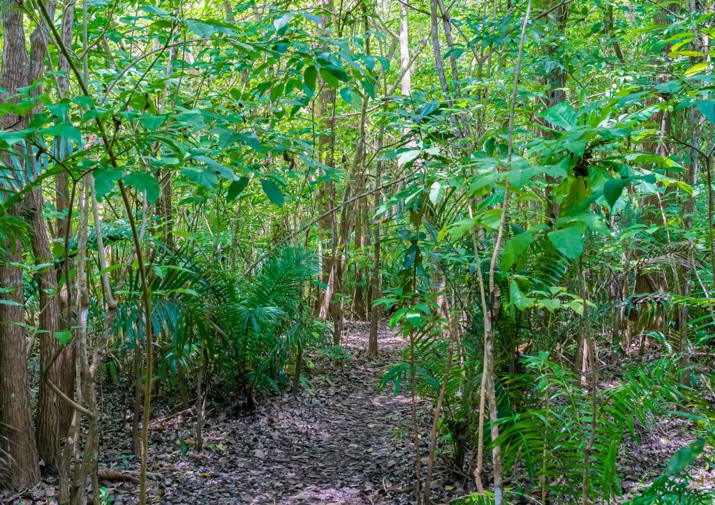 forêt de jozani