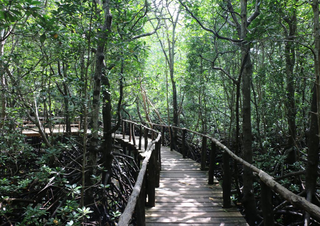 chemin dans la forêt de jozani