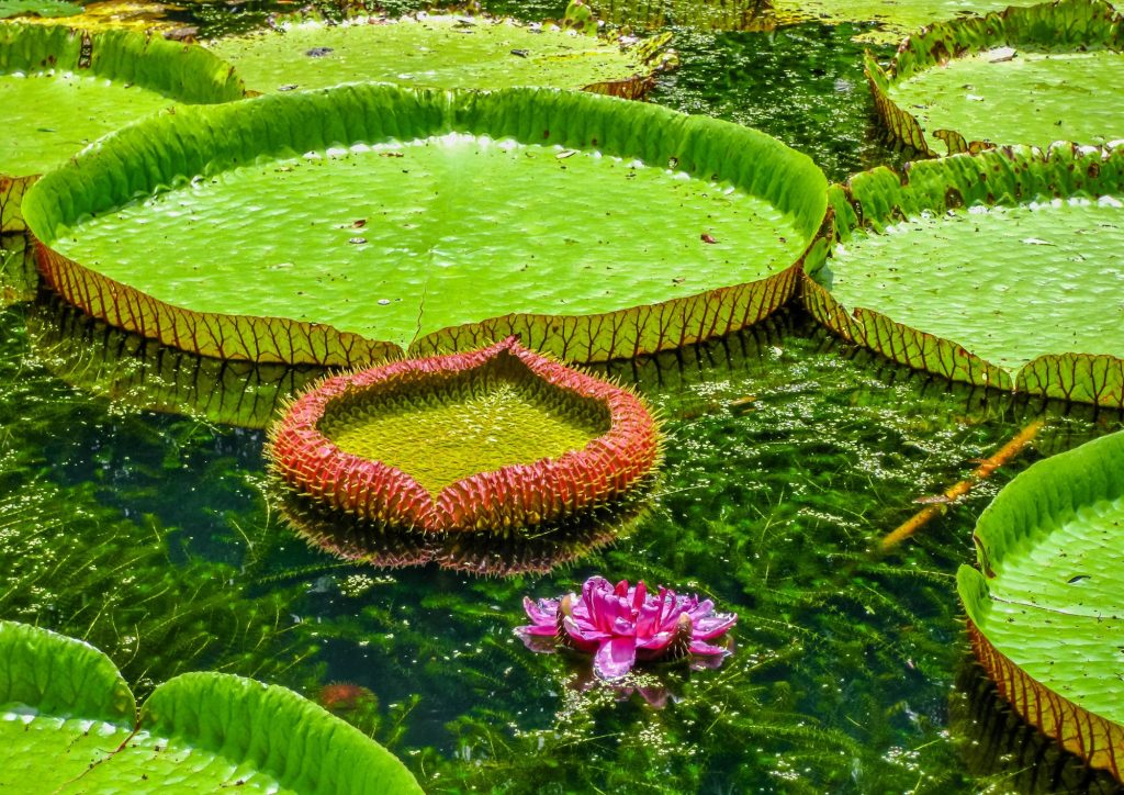 jardin botanique de l'ile maurice