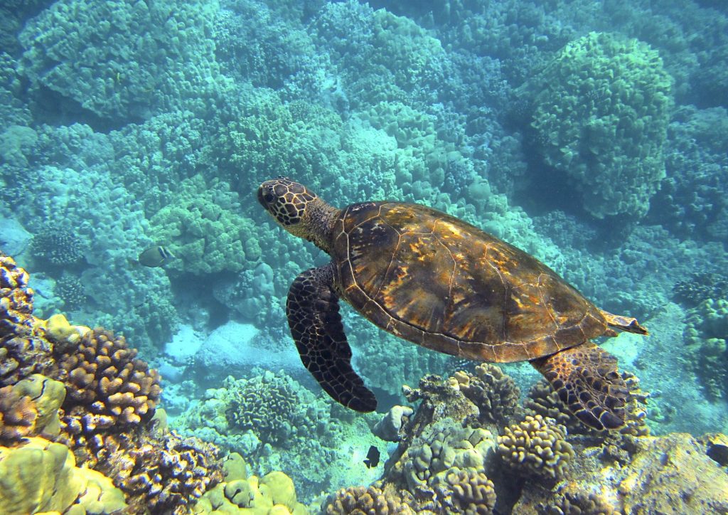 tortue à l'ile maurice